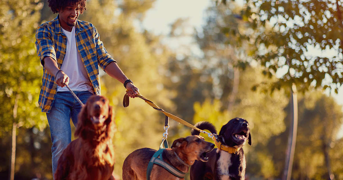 Paseador de perros camina con varios perros